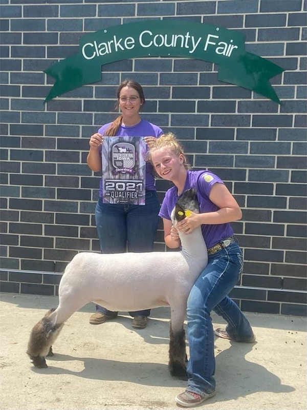 Supreme Breeding Ewe Clark County Supreme Breeding Ewe Clark County