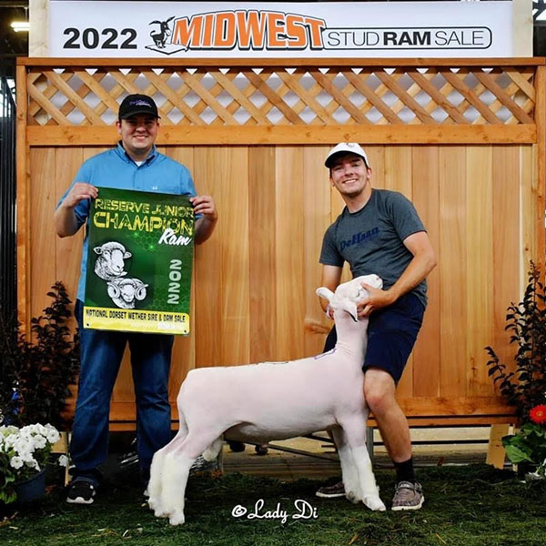 Reserve Dorset Ram Midwest Stud Ram Sale