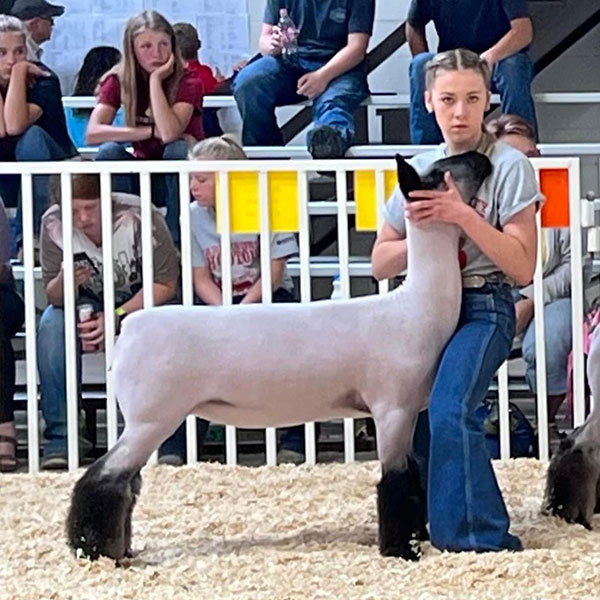 Reserve Champion Breeding Ewe Ward County Shootout