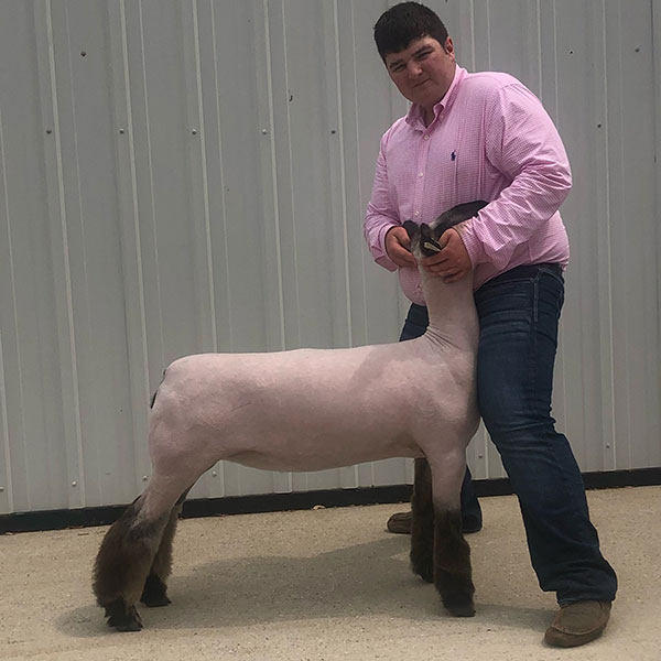 Reserve Champion Commercial Ewe Western Iowa Progress Show