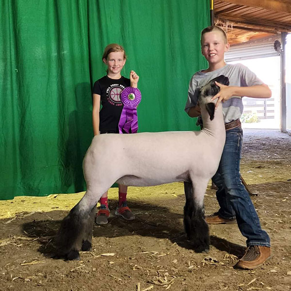 Grand Breeding Ewe Lincoln County Fair