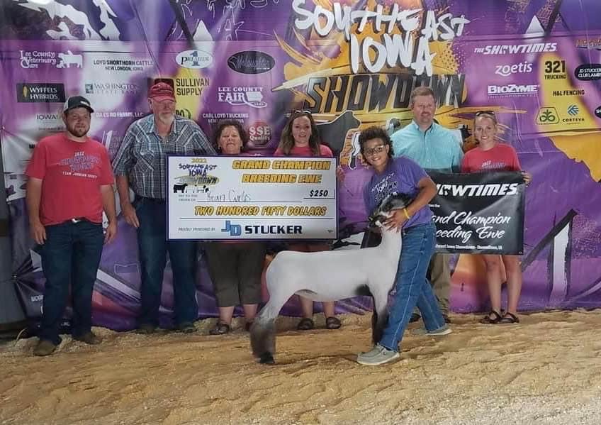 Champion Breeding Ewe Southeast Iowa Showdown