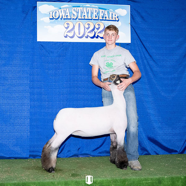 Reserve Division 2 Commercial Ewe Iowa State Fair