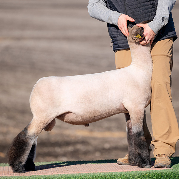 Reserve Grand Wether Dam<br />
Pacific Coast Livestock Show