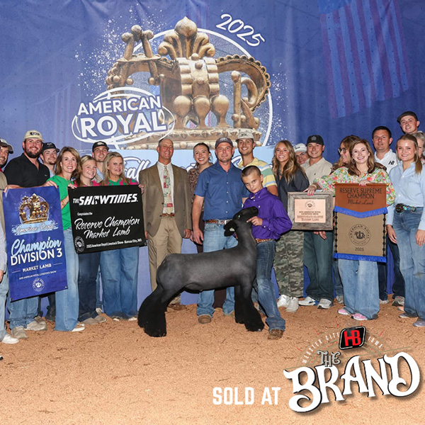Reserve Grand Champion Ewe, Johnson County 4-H & FFA Fair (IA)