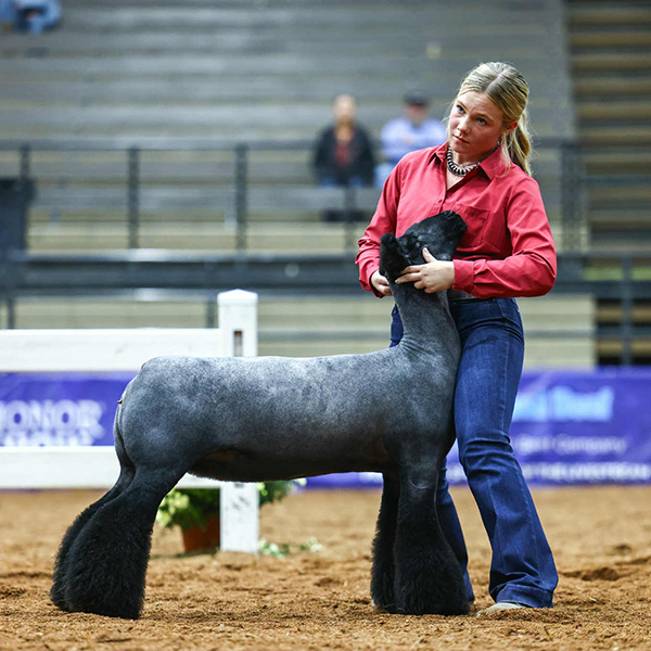 Reserve Grand Champion Ewe, Johnson County 4-H & FFA Fair (IA)