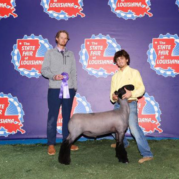Reserve Grand Champion Ewe, Johnson County 4-H & FFA Fair (IA)
