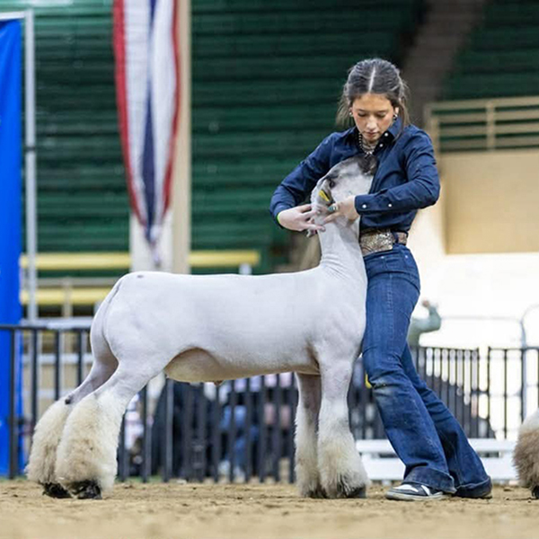 Reserve Champion Natural Colored Harvest Moon Livestock Show (CA)