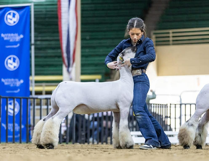 Class Winner / Sale Qualifier – National Western Stock Show (CO)