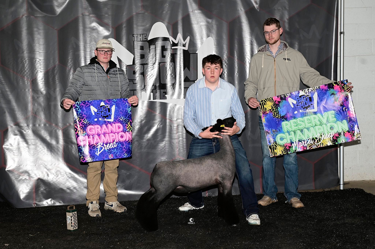 Reserve Champion Market Sheep – Big Show in NOW (OH)