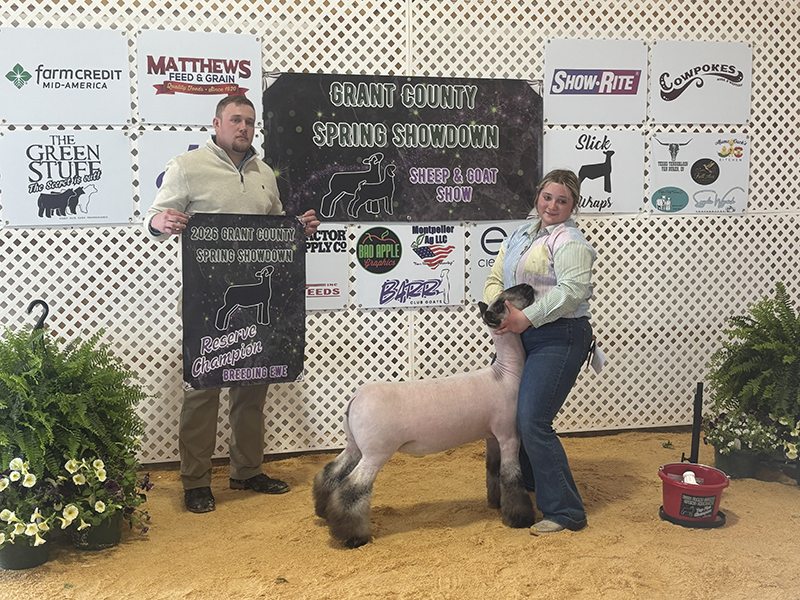 Reserve Champion Breeding Ewe – Grant County Spring Showdown (IN)