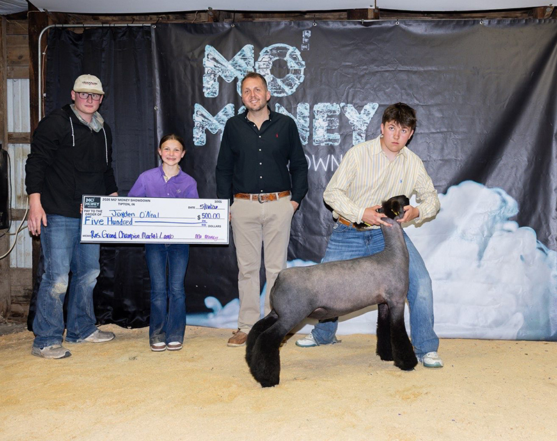 Reserve Grand Market Lamb, Champion Natural Colored- Mo Money Showdown (IN)