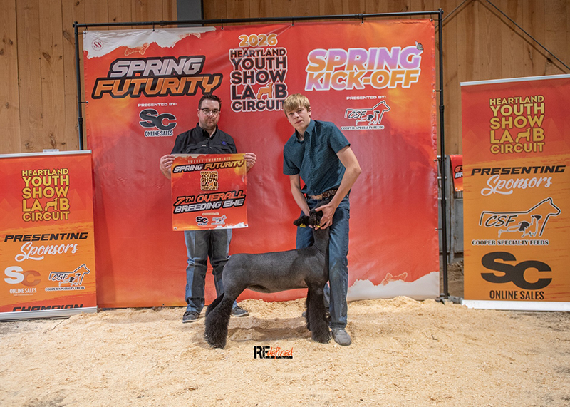 7th Overall Breeding Ewe – HYSLC Spring Futurity (IA)
