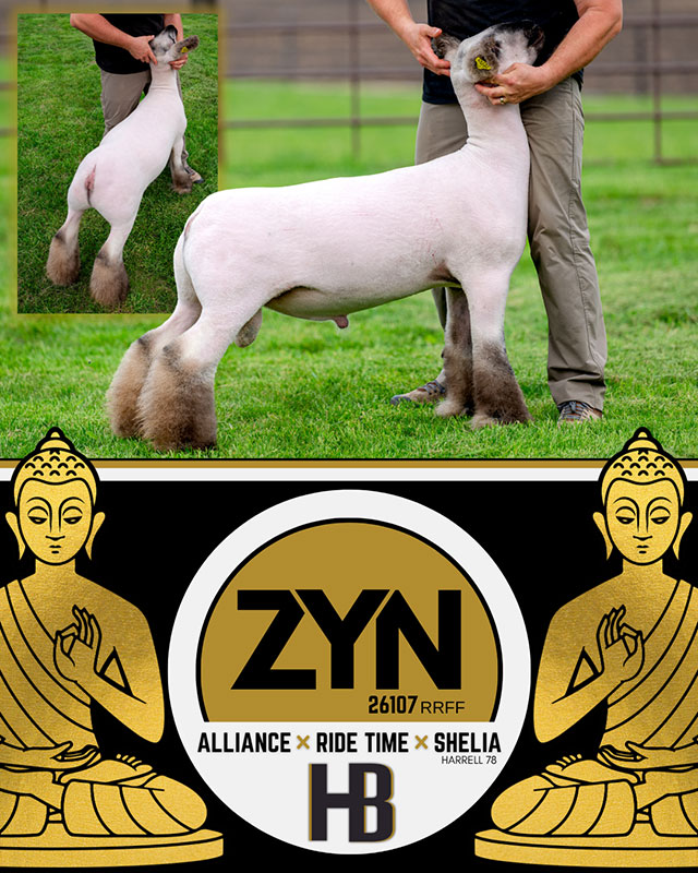 Zyn Zyn