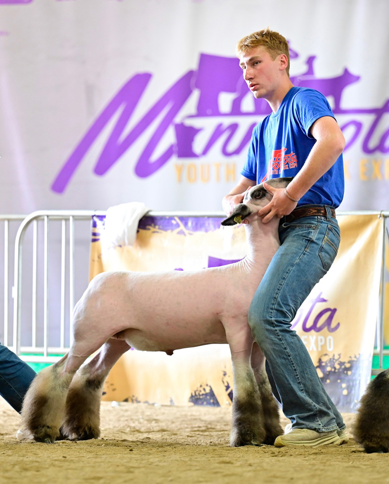 Champion Heavyweight Cross – MN Youth Livestock Expo