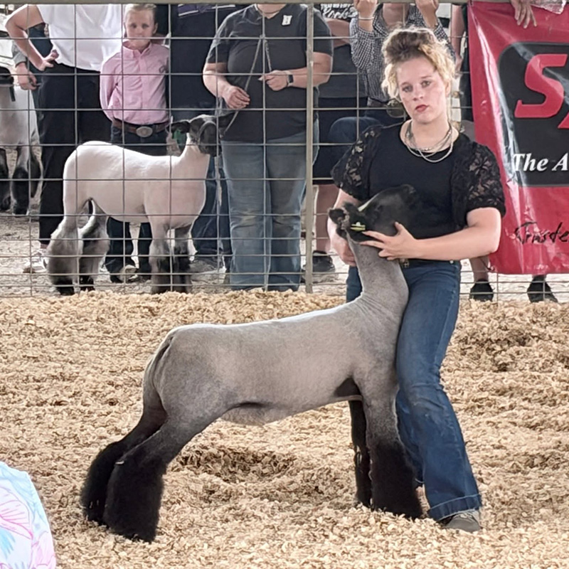 Champion Natural Colored Market Lamb – Inter-State Legends Classic