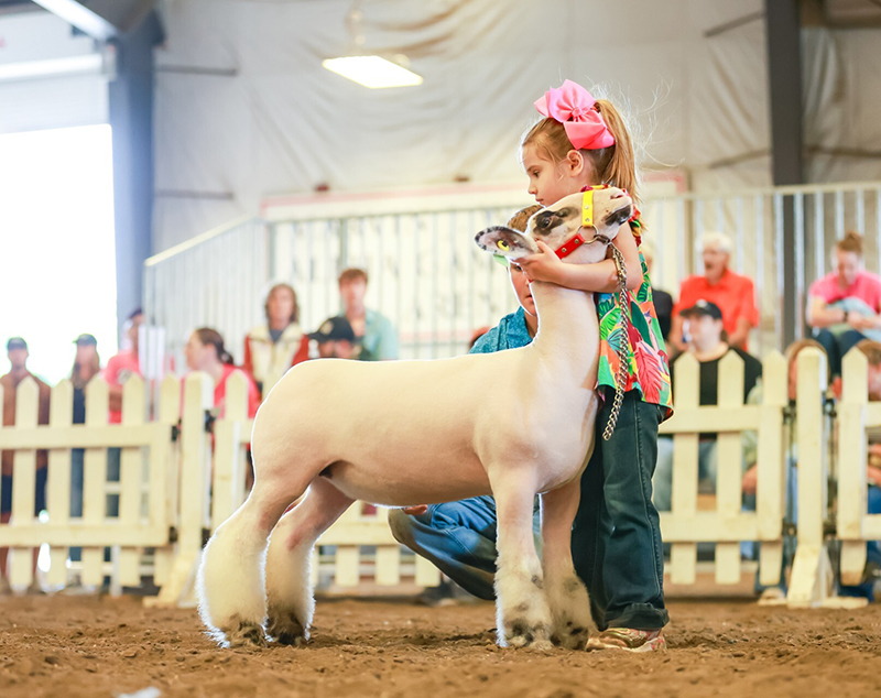 Grand Champion Ewe, Show A – Cardinal & Gold Showdown (IA)