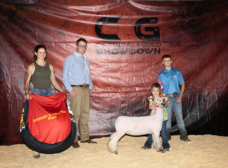 Grand Champion Ewe, Show A – Cardinal & Gold Showdown (IA)