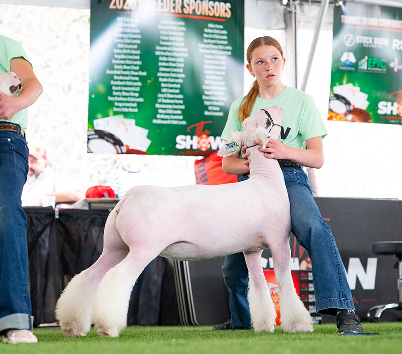 5th Overall Ewe, Champ WFX – The Show Reno (NV)