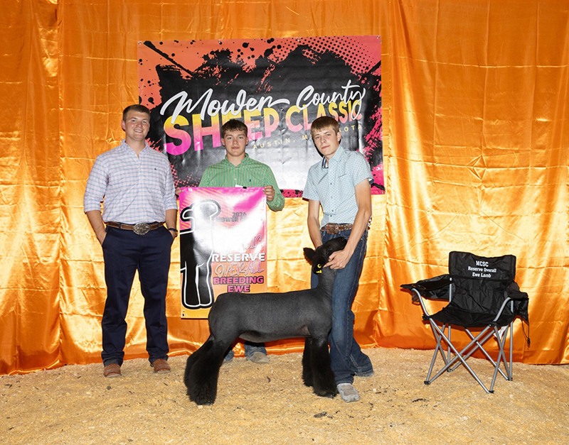 Reserve Overall Breeding Ewe – Mower County Sheep Classic (MN)