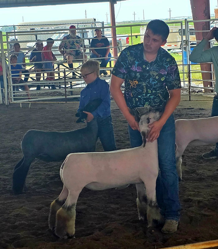 Grand Champion Ewe – June Jam Progress