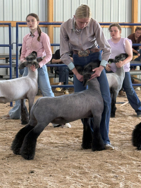 3rd Overall Market Lamb – Hoof and Horn Jackpot