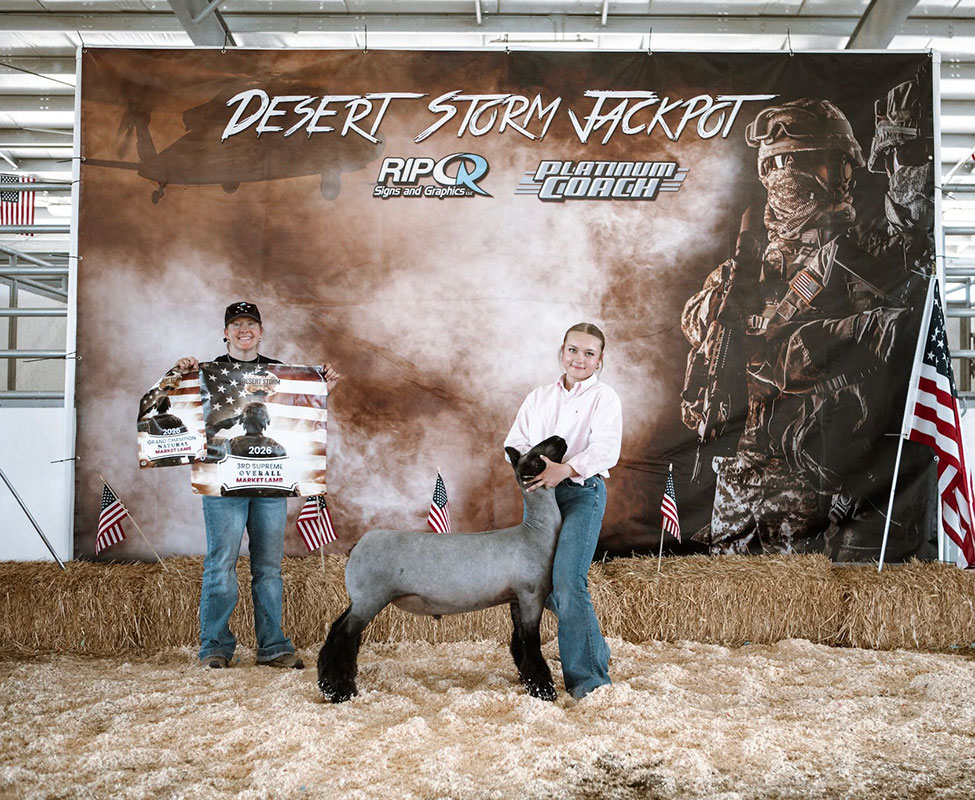 3rd Overall Market Lamb – Desert Storm Jackpot