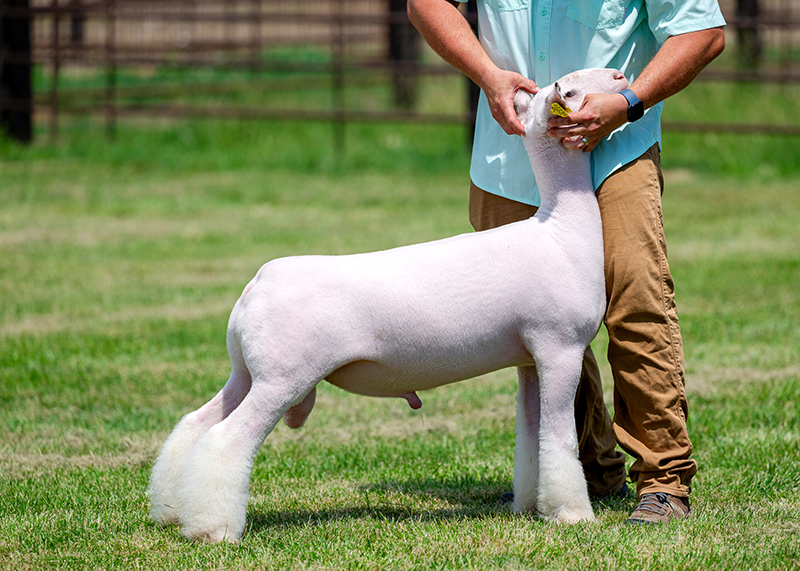 Pink Pony Pink Pony