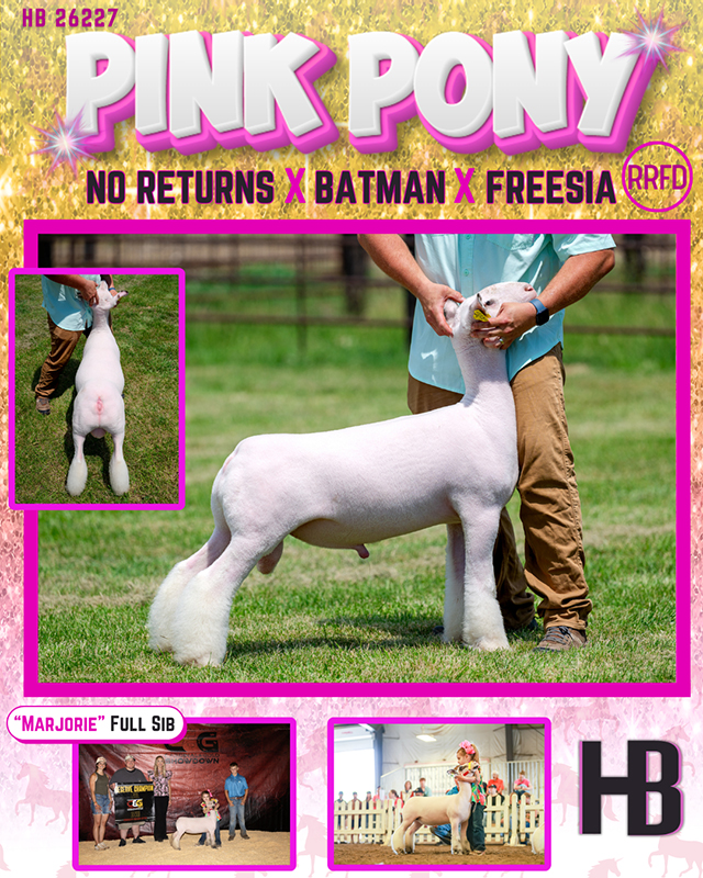 Pink Pony Pink Pony