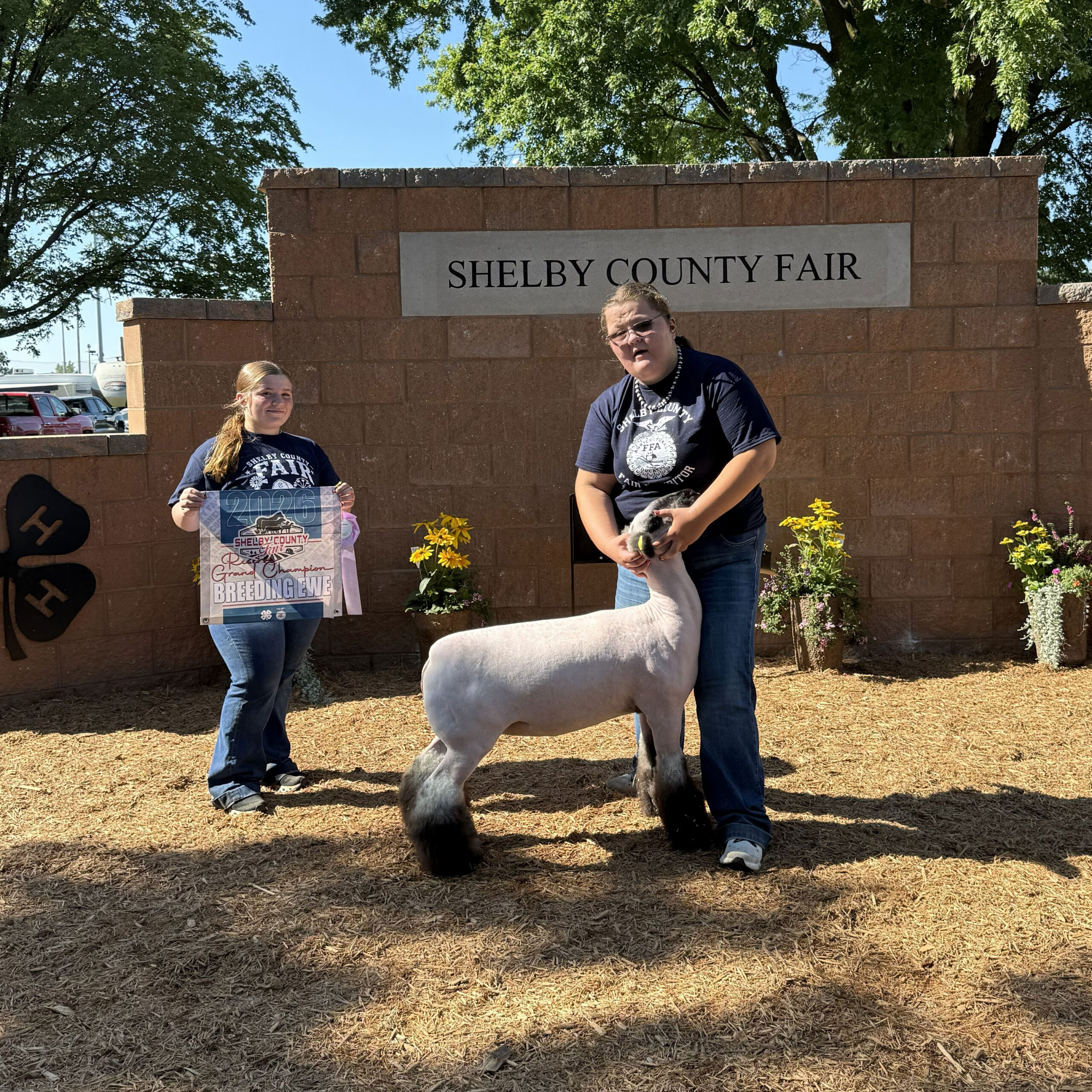Reserve Grand Breeding Ewe – Shelby County Fair