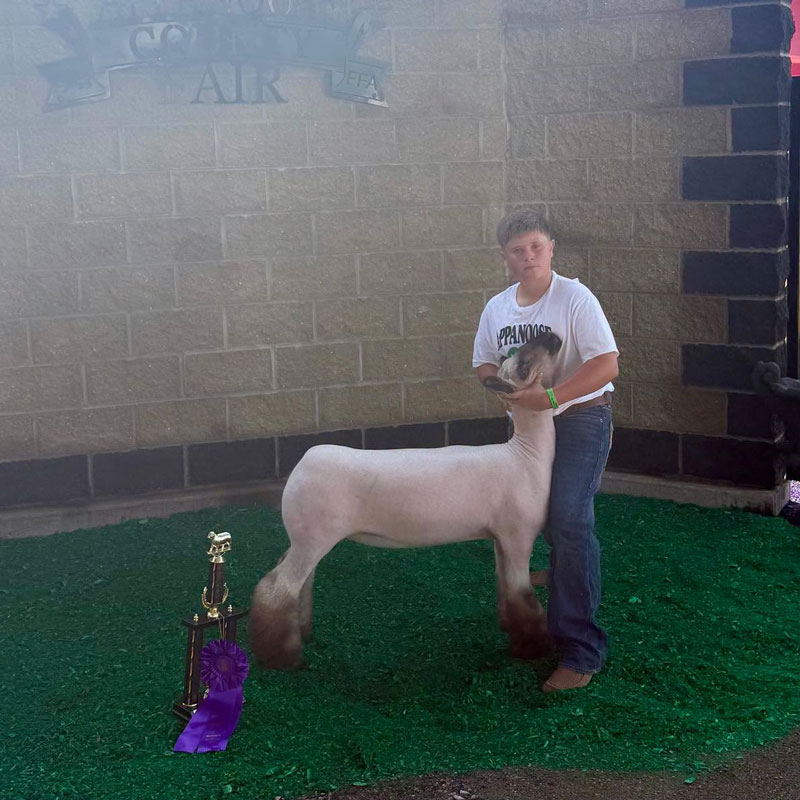 Grand Champion Breeding Ewe – Appanoose County Fair