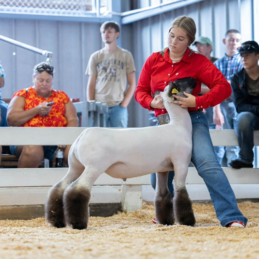 Fourth Overall Market Lamb Show B Fifth Overall Market Lamb Show A Champion WFX Market Lamb Show A&B PNW Livestock Expo (OR)