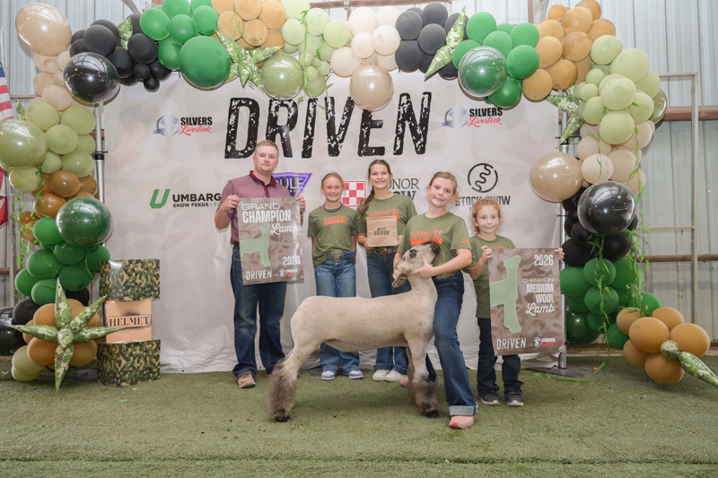 Grand Champion Lamb, Champion Medium Wool – Driven Camp Showdown