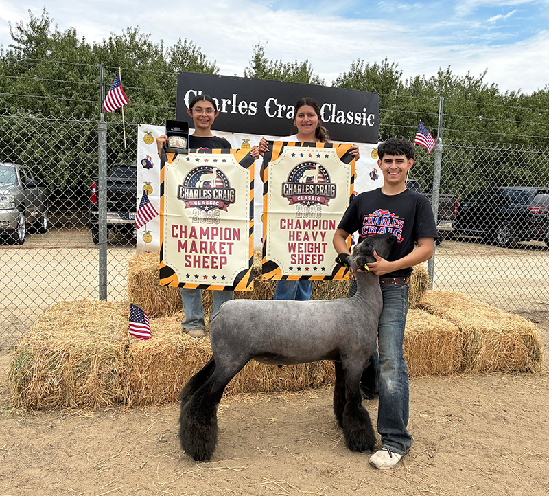 Champion Market Sheep – Charles Craig Classic