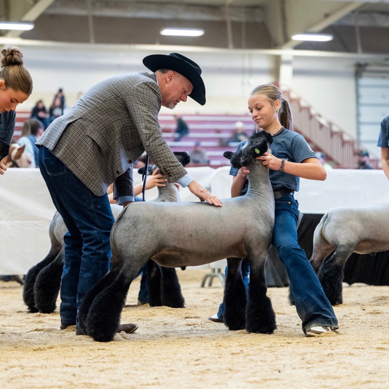 Class Winner – Market Lambs AKSARBEN Stock Show